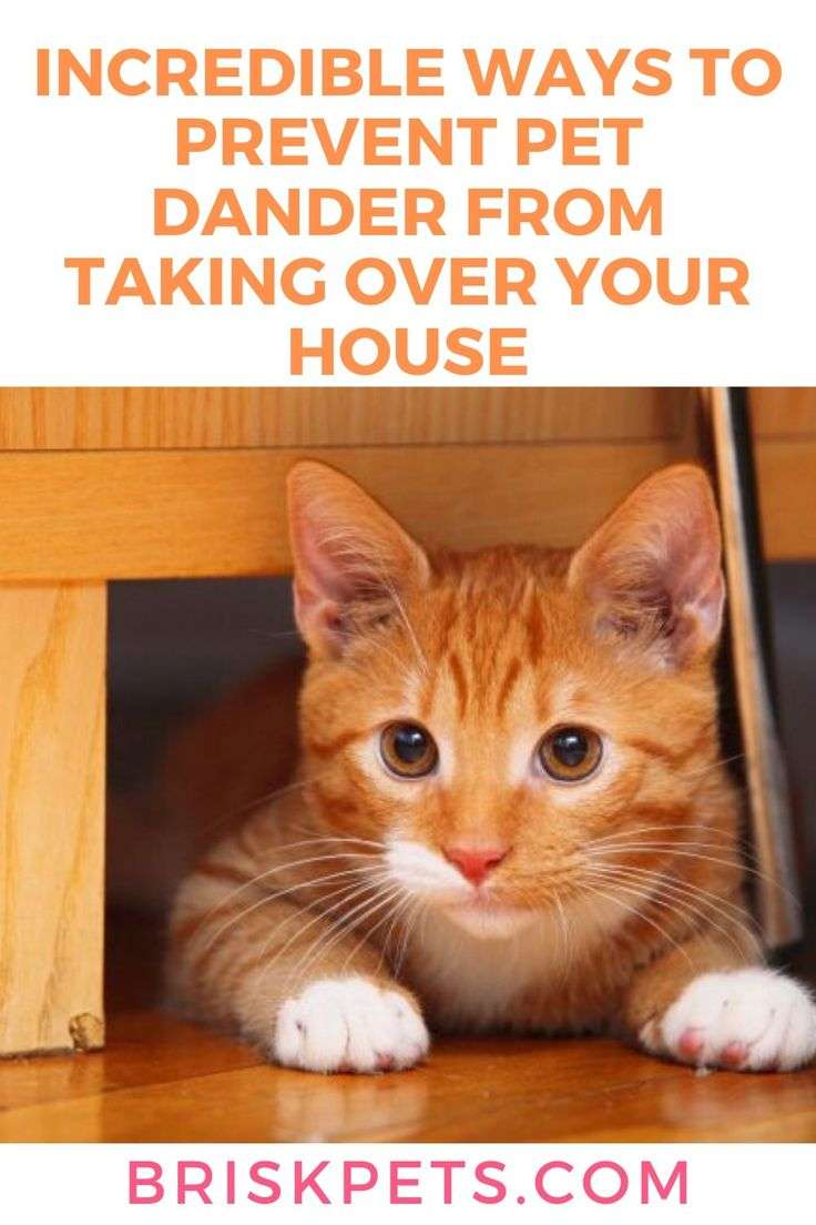 Incredible Ways To Prevent Pet Dander From Taking Over ...