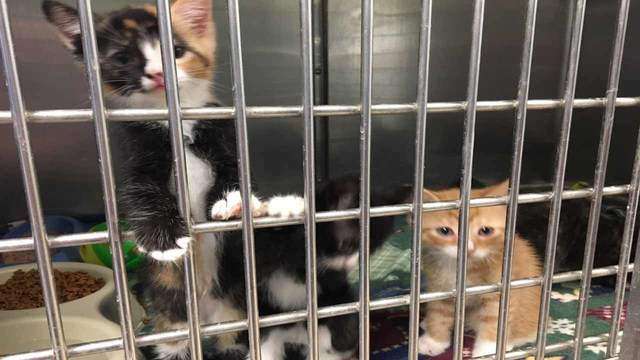 More than 70 SPCA kittens find foster homes after call for ...