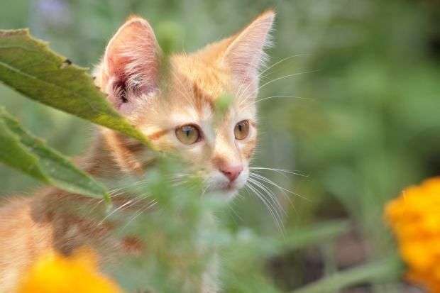 Natural remedies for feline asthma