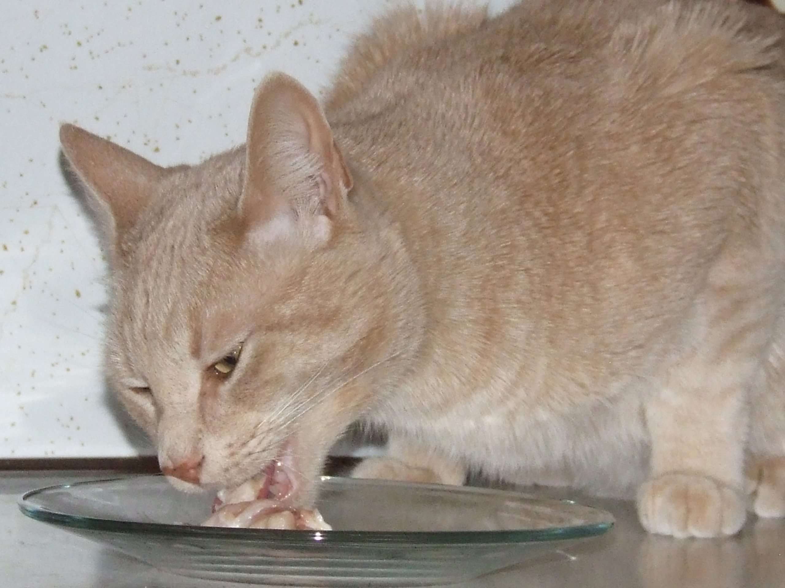 Q& A: Can I feed my cats raw meat snacks if I
