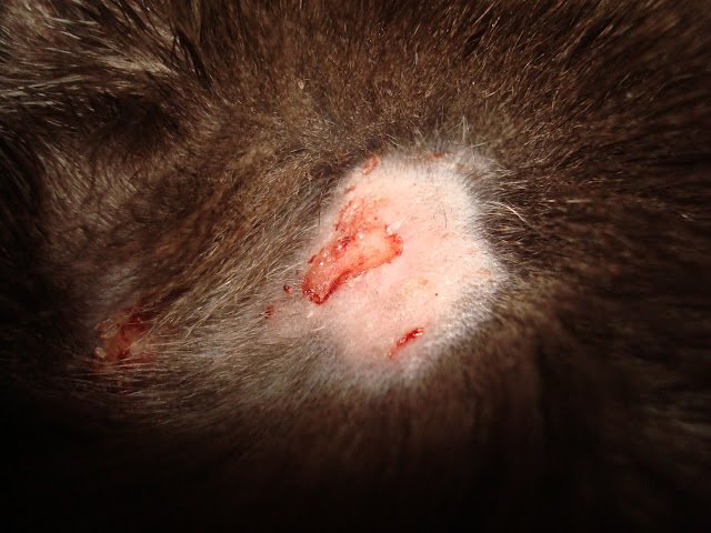Question about a cat wound (kitty, cleaning, best, time ...