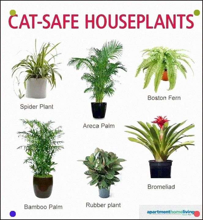 Safe For Your Cats #Catsdiyhouse (With images)