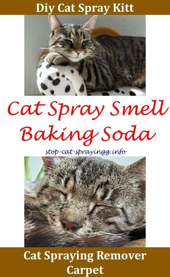 Spray To Make Cats Stop Peeing Male Cat Spraying Clean Up ...