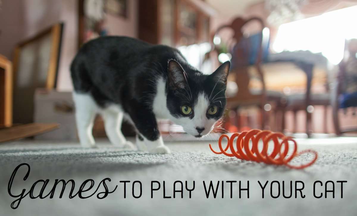 Ten Easy Games You Can Play With Your Cat