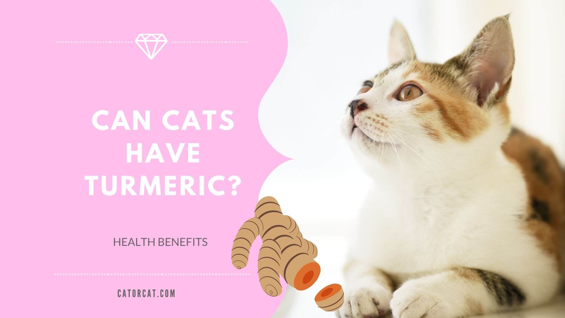 Turmeric for Cats