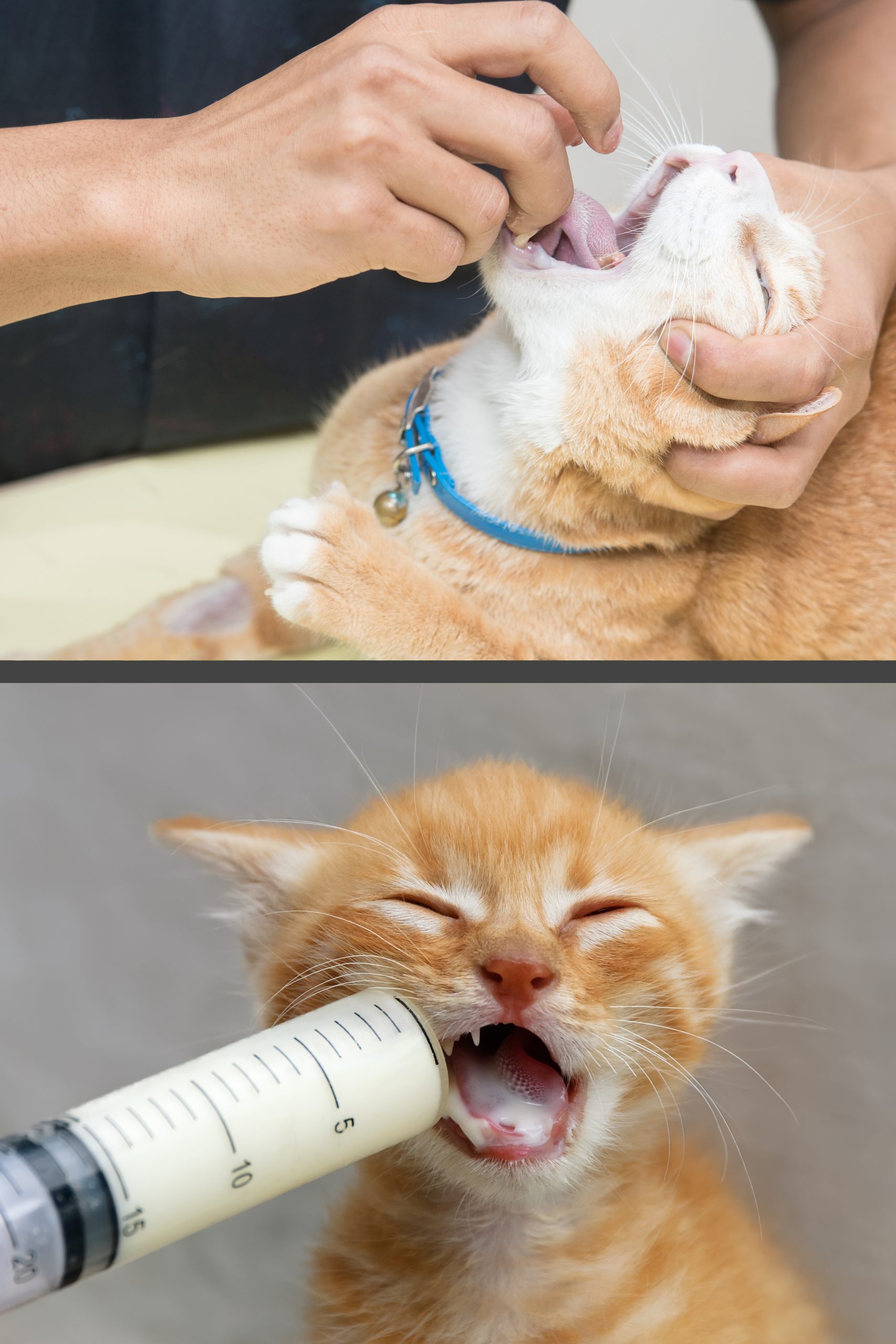 Veterinary Care for Cats