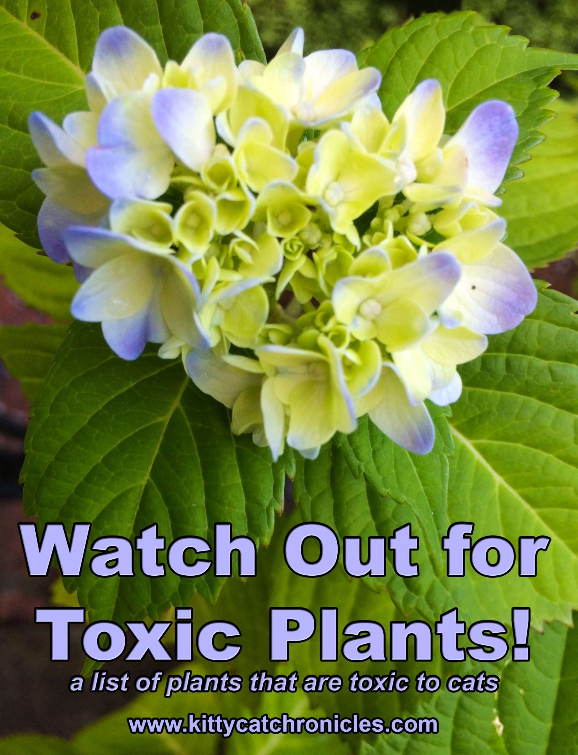 Watch Out for These Plants That are Toxic to Cats!