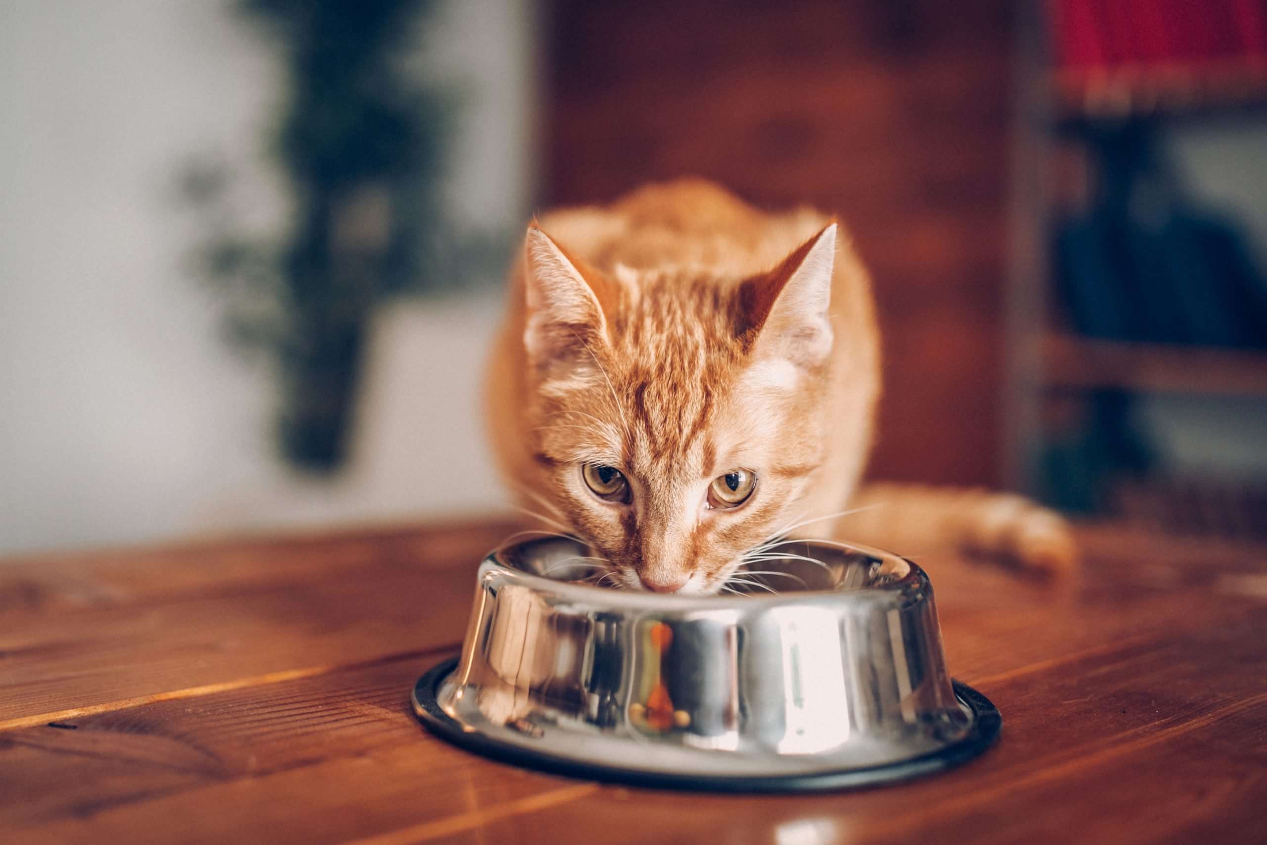 What Are You Feeding Your Cat?