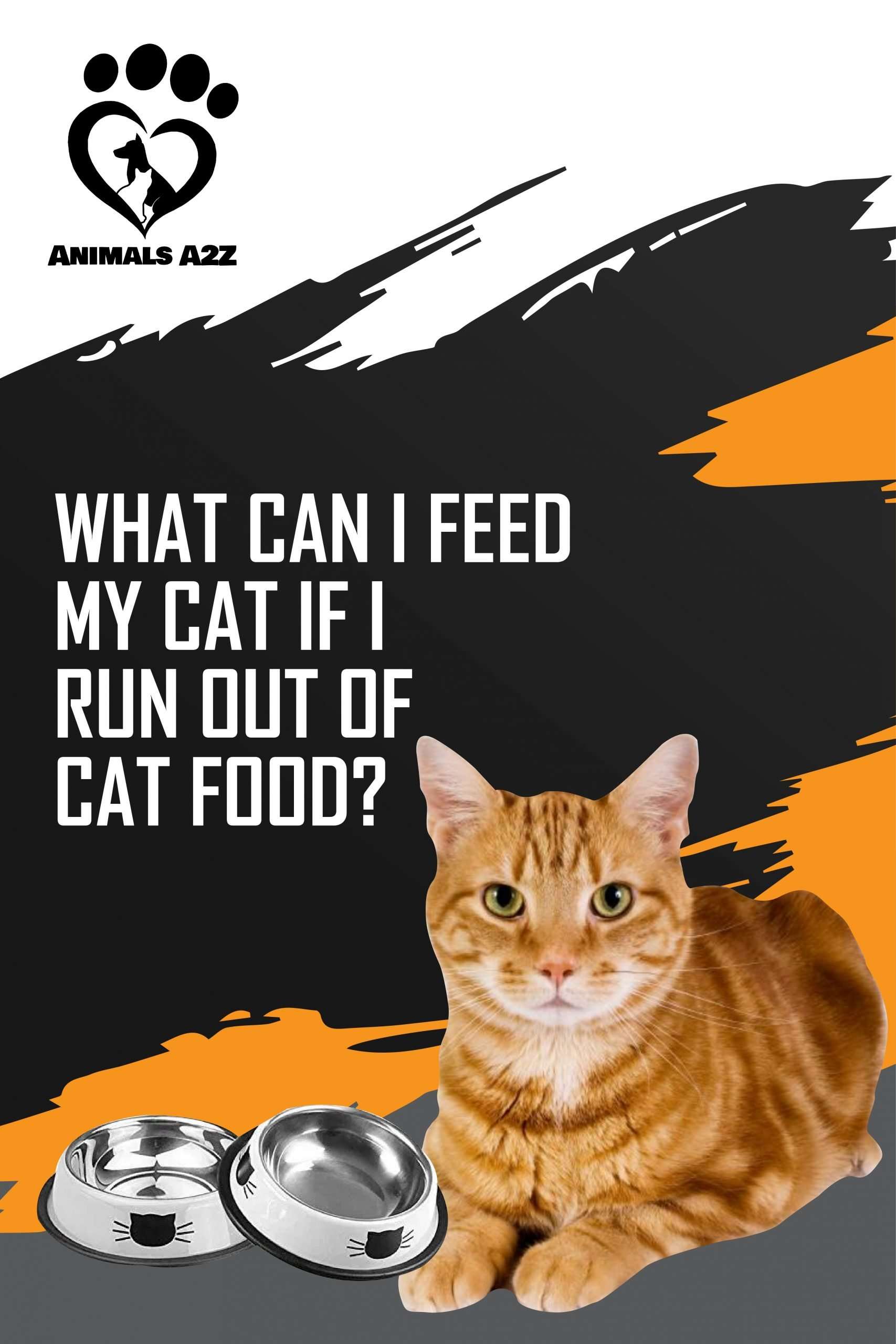 What can I feed my cat if I run out of food?