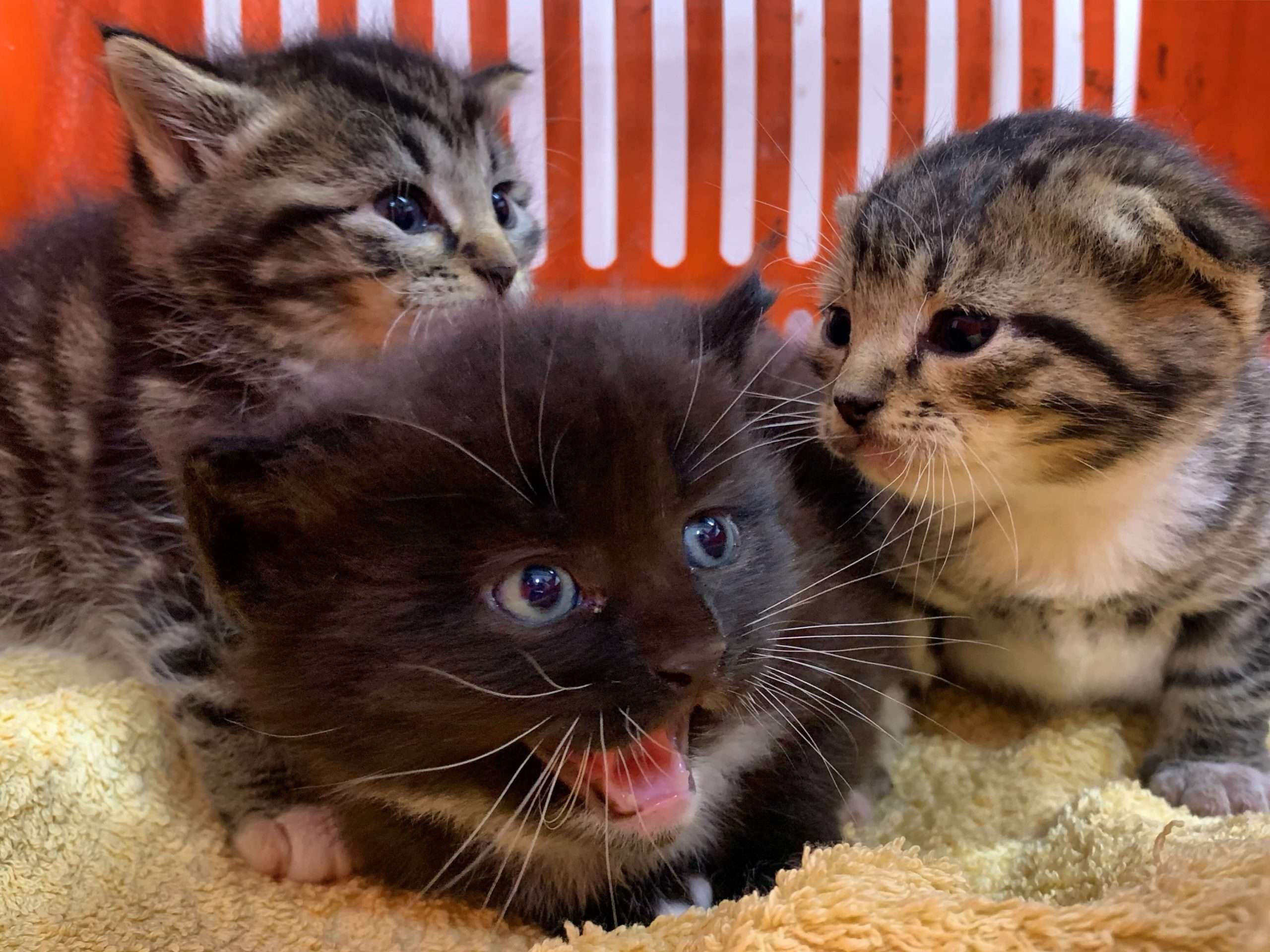 Young kittens. Котенок ест. Когда котята кушают самостоятельно. Котята в возрасте 1 месяц. Когда котята начинают кушать самостоятельно.