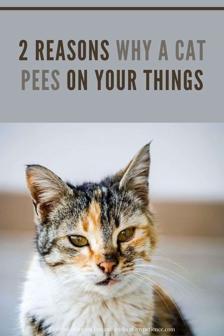 Why Does My Cat Pee on My Clothes and Bed? in 2021