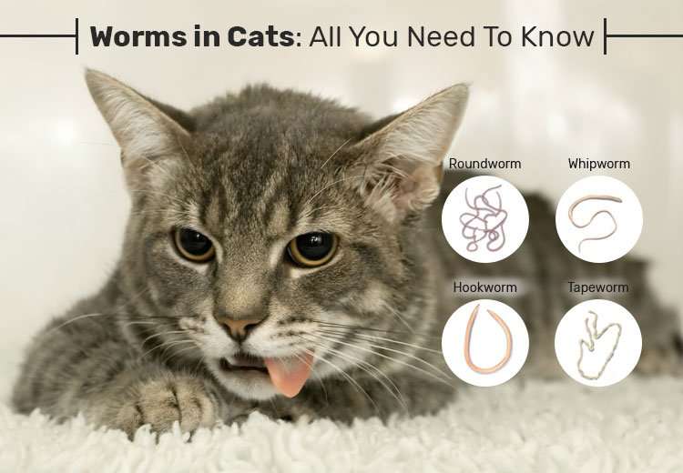 Worms in Cats: All You Need To Know