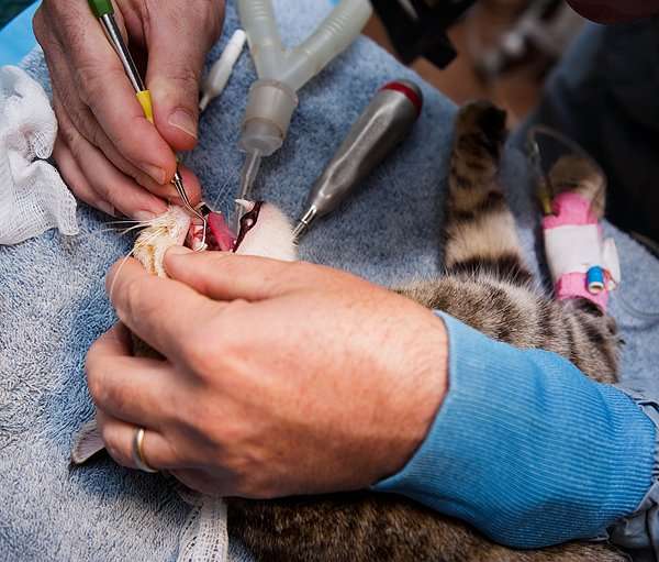Ask a Vet: Why Are Cats Anesthetized for Routine Dental ...