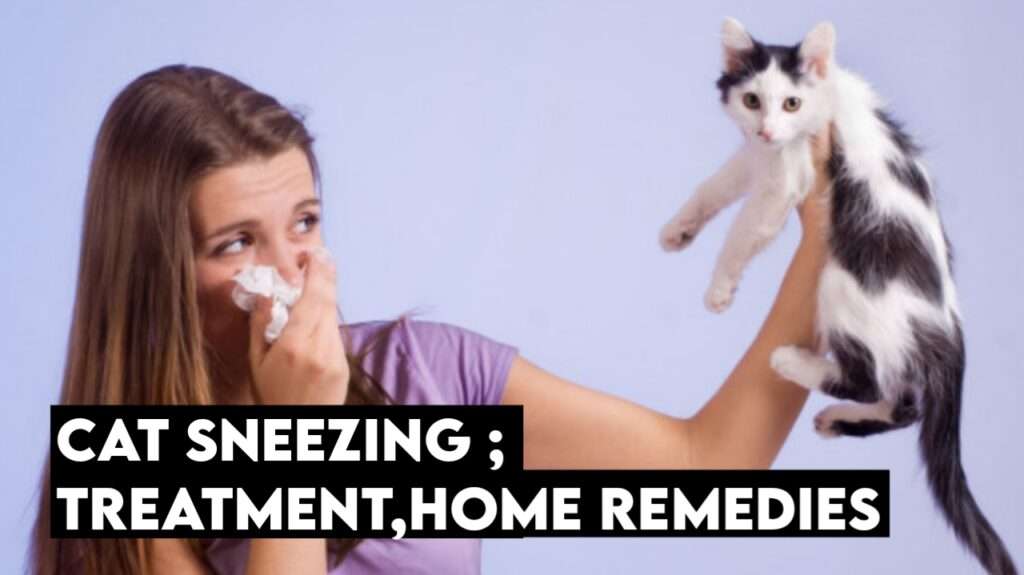 Cat Sneezing : Causes, Symptoms, Treatment &  Home Remedies ...