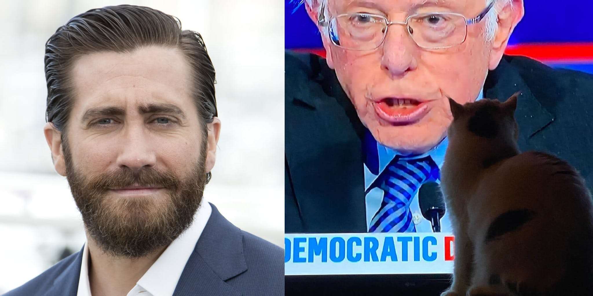 Did Jake Gyllenhaal Endorse Bernie Sanders Through His Cat ...