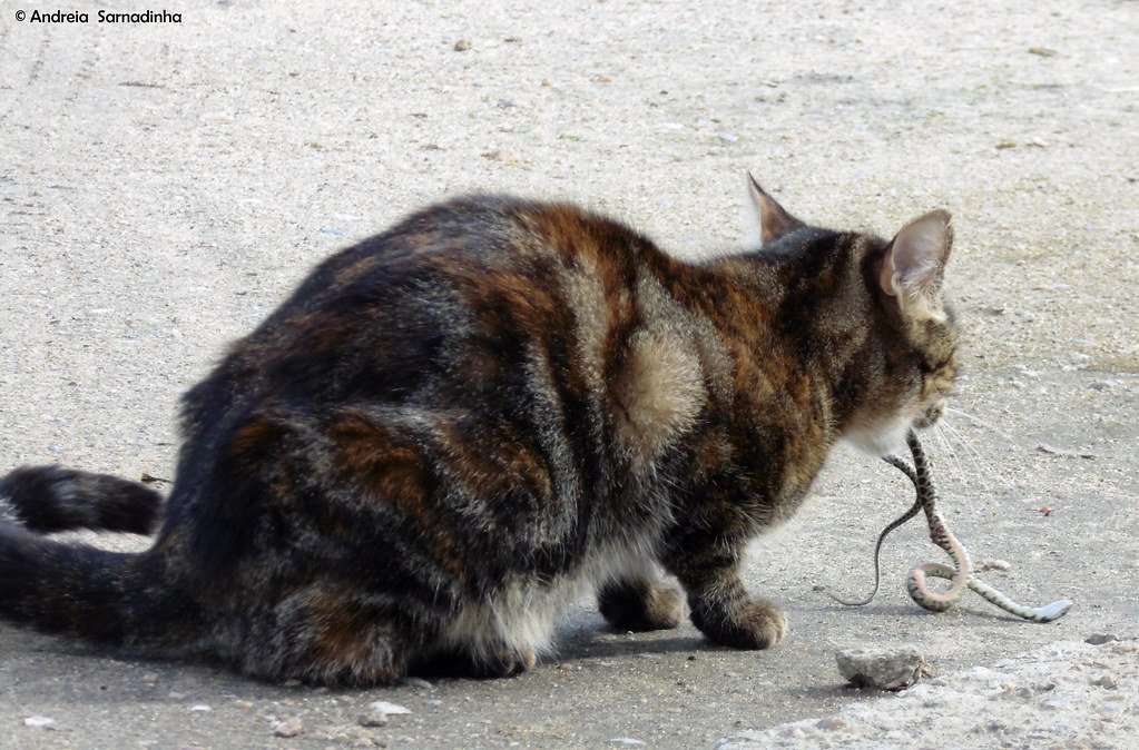 Do Feral Cats Eat Snakes