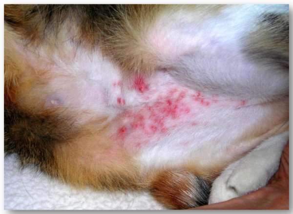 Flea allergic dermatitis in a cat.