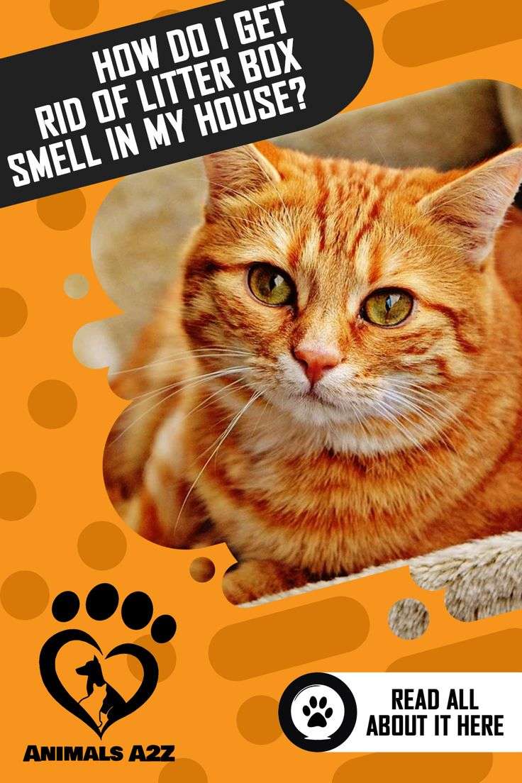 How Do I Get Rid of Litter Box Smell in My House?