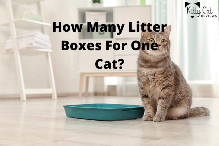 How Many Litter Boxes For One Cat?