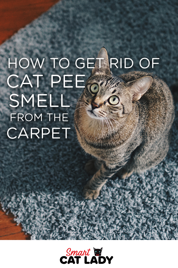 How to Get Rid Of Cat Pee Smell from Carpet in 2020