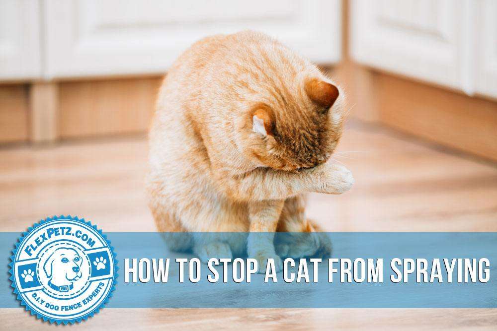 How to Stop a Cat From Spraying