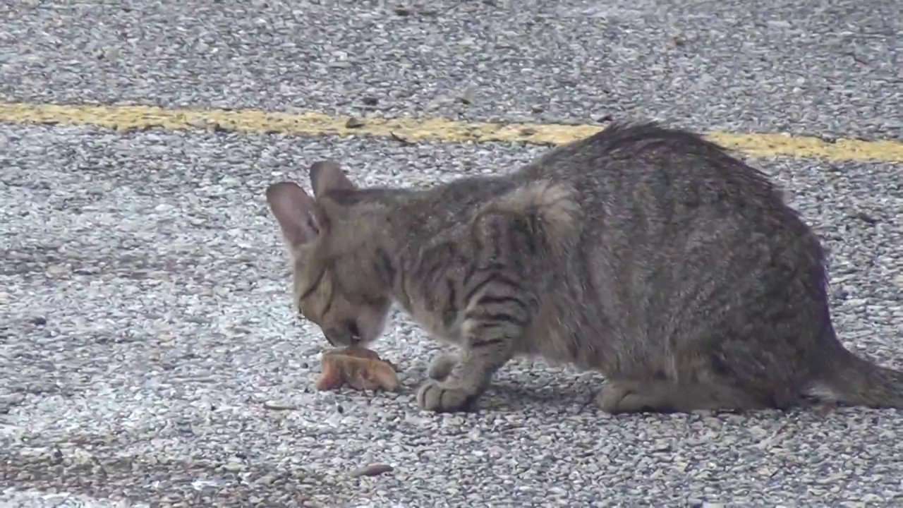 Really Hungry Feral Cat Eating
