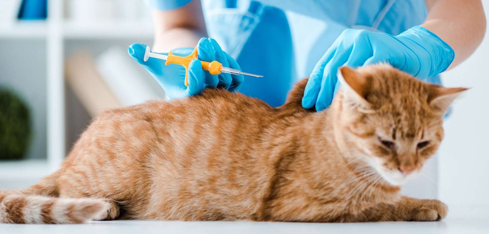 The Benefits of Getting Your Cat Microchipped