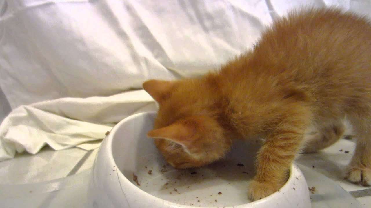 Adorable Orange Foster Kitten Eating Wet Food