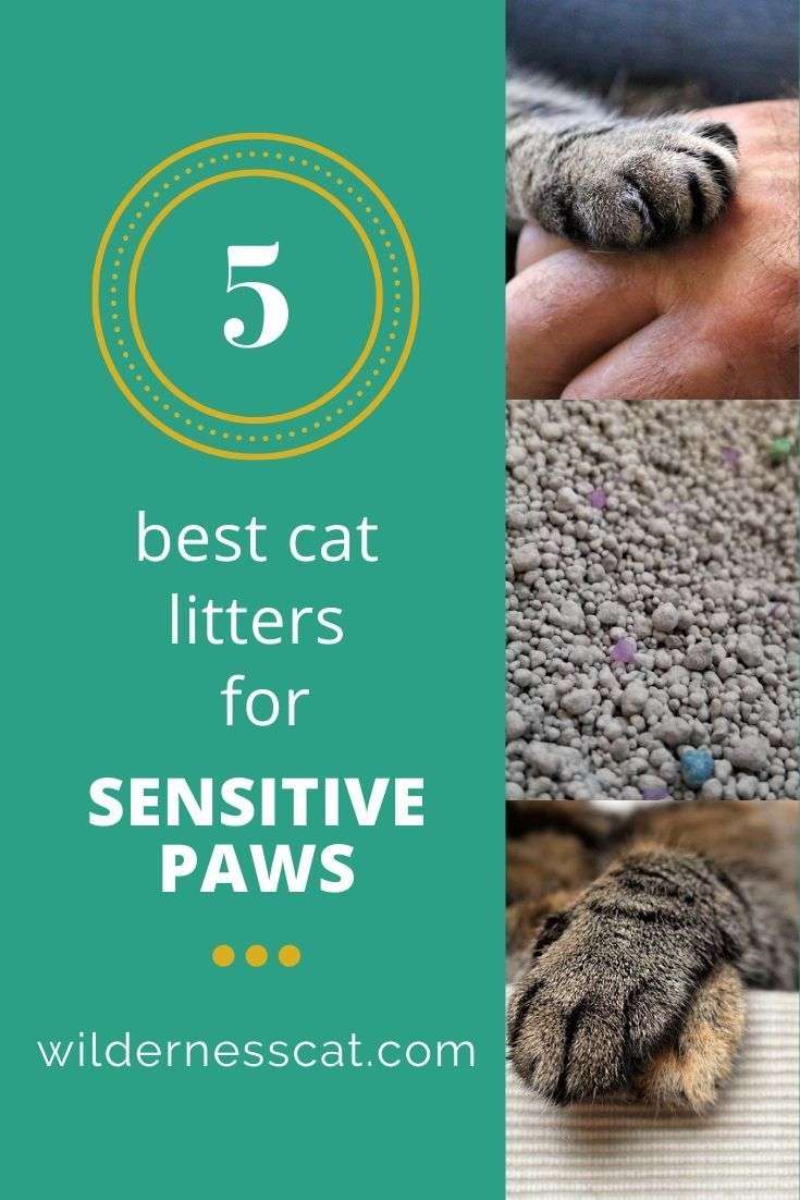 Best cat litter for sensitive paws