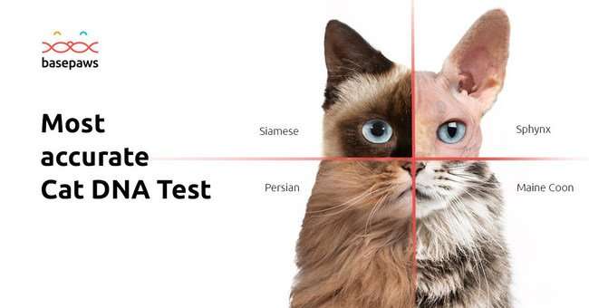 CES Spotlight: You Can Get A DNA Test For Your Cat Now ...