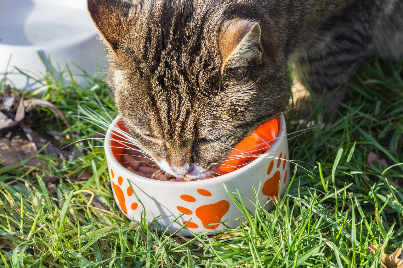 Dry or Wet Cat Food? Which is Better?