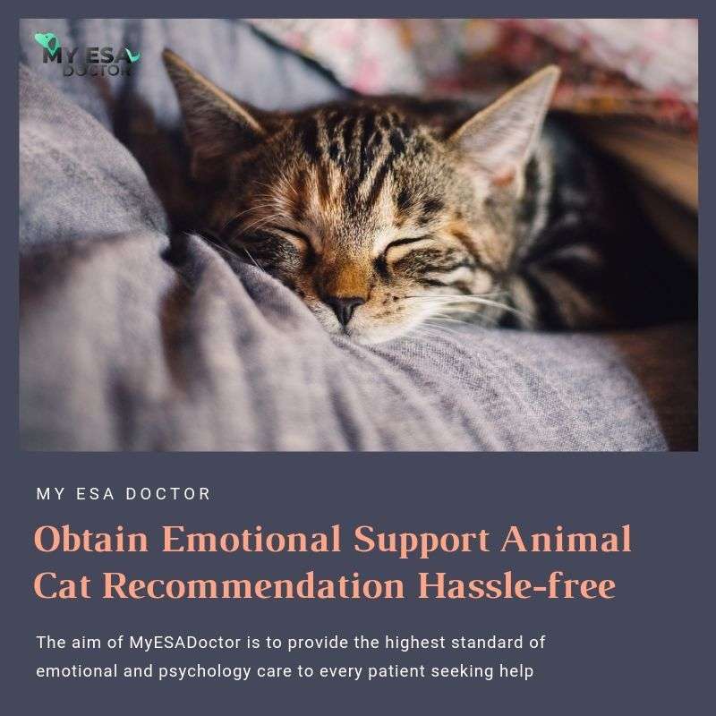 Get Emotional Support Cat Registration Letter Now! ESA Cat ...