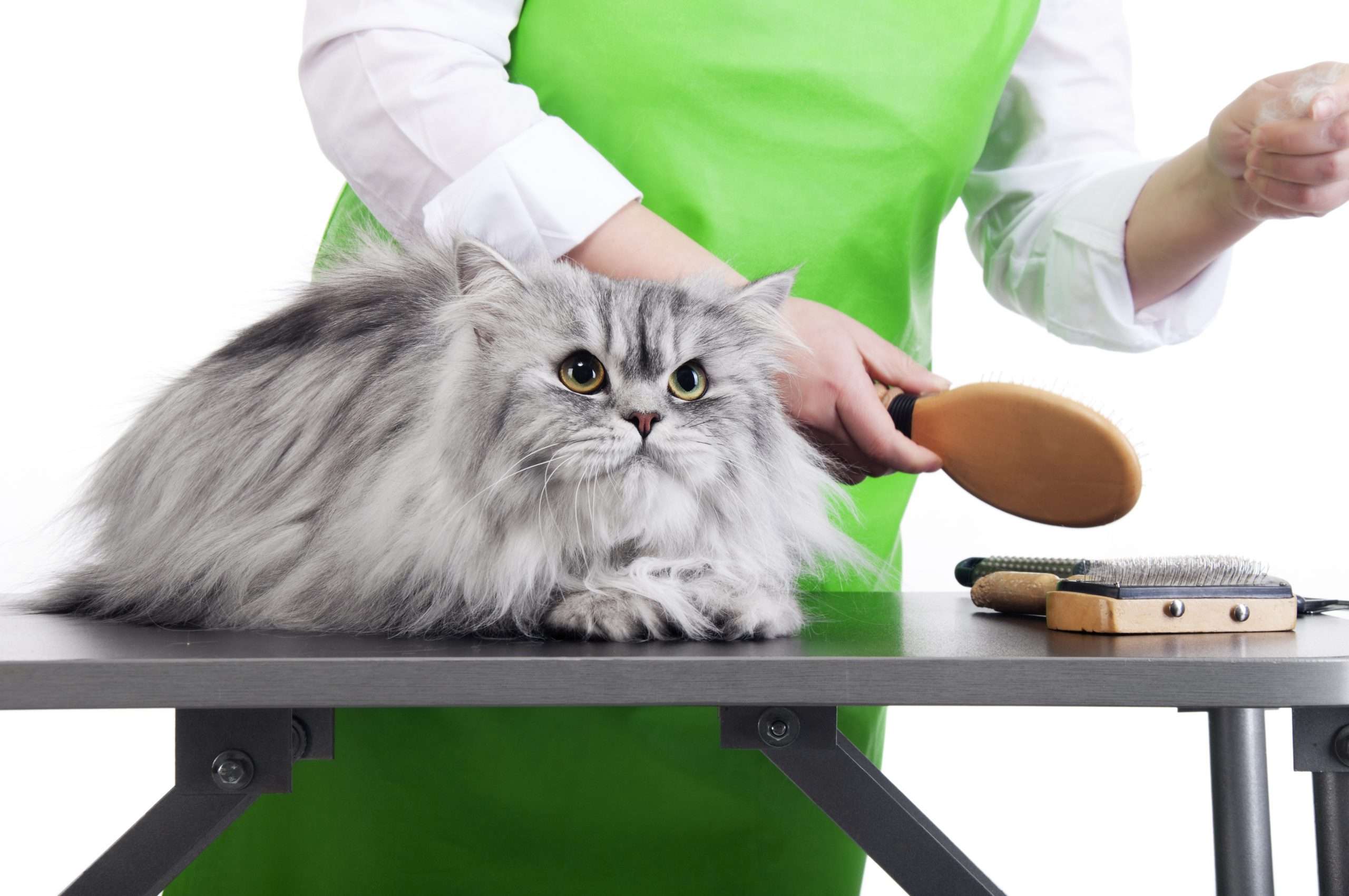 Get the Best Tips on How to Choose a Pet Groomer?