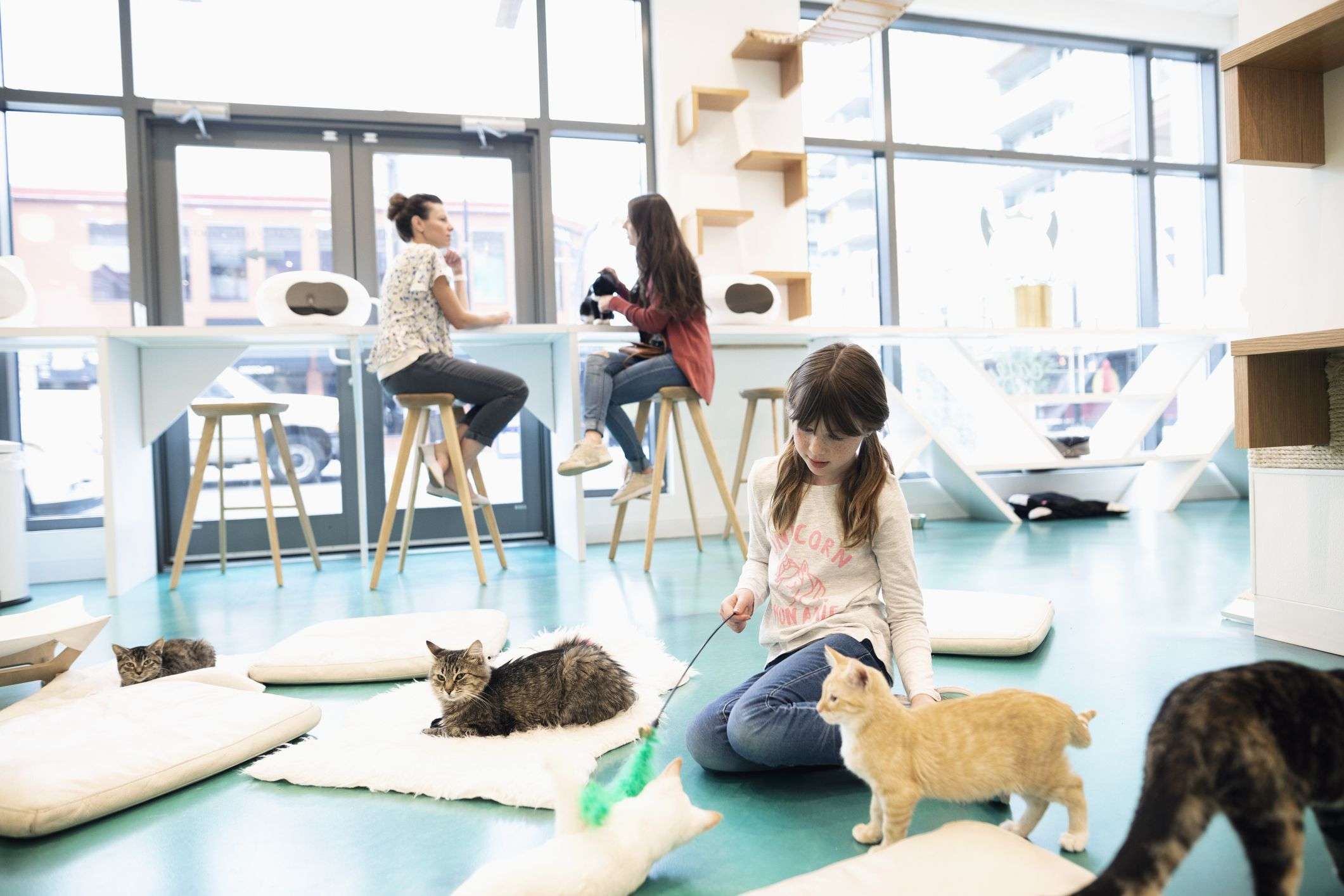 Here are some tips on how to open a cat cafe, a cross ...