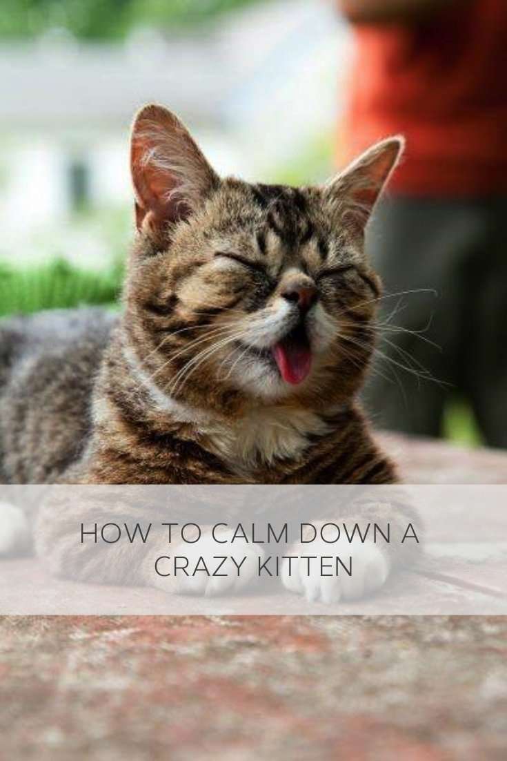 How to calm down a crazy kitten #cats, #pets, #lifehacks ...