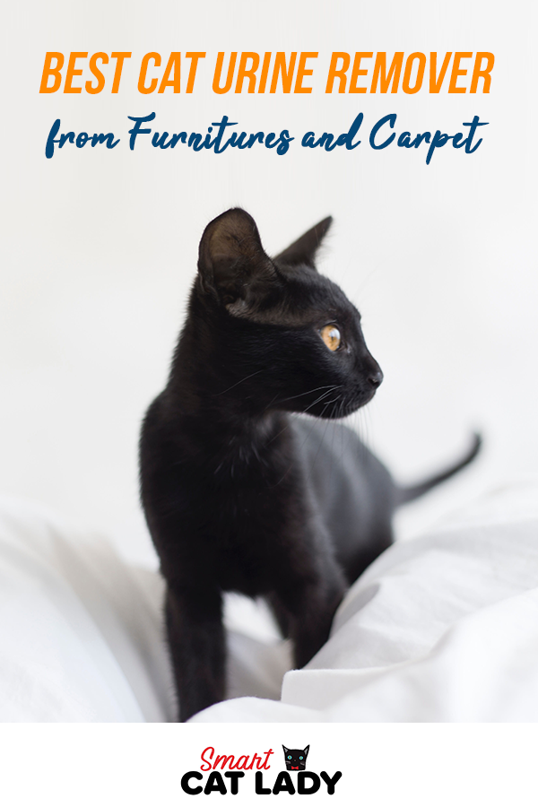 How To Clean Dried Cat Urine From Carpet