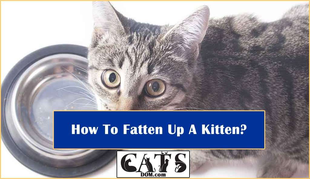 How To Fatten Up A Kitten In 7 Quick And Easy Steps