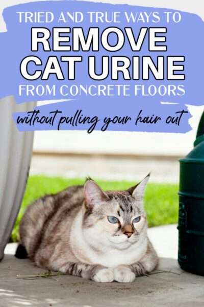 How to Get Cat Urine Smell Out of Concrete