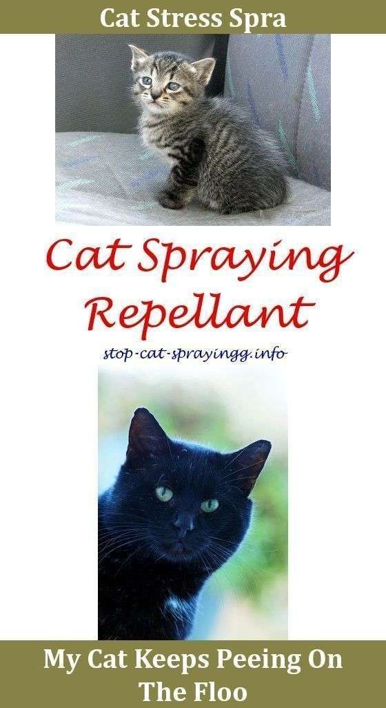 How To Get Rid Of Cat Spray Cat Spray Remover Essential ...