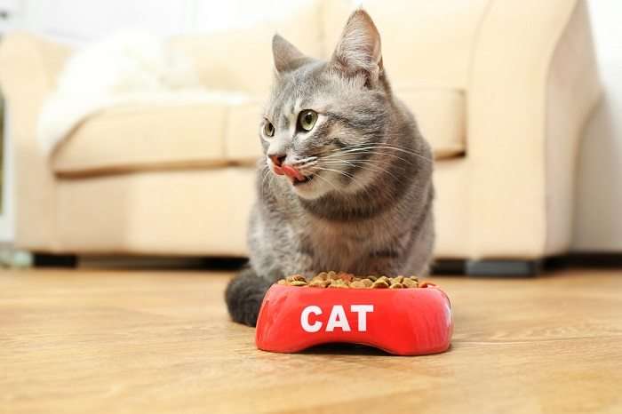 How To Make Your Own Cat Food: Read This Before You Try It ...