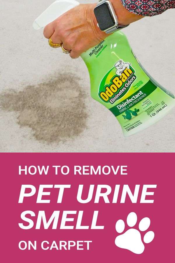 How to Remove Pet Odors on Carpet