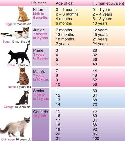 How To Tell How Old A Cat Is