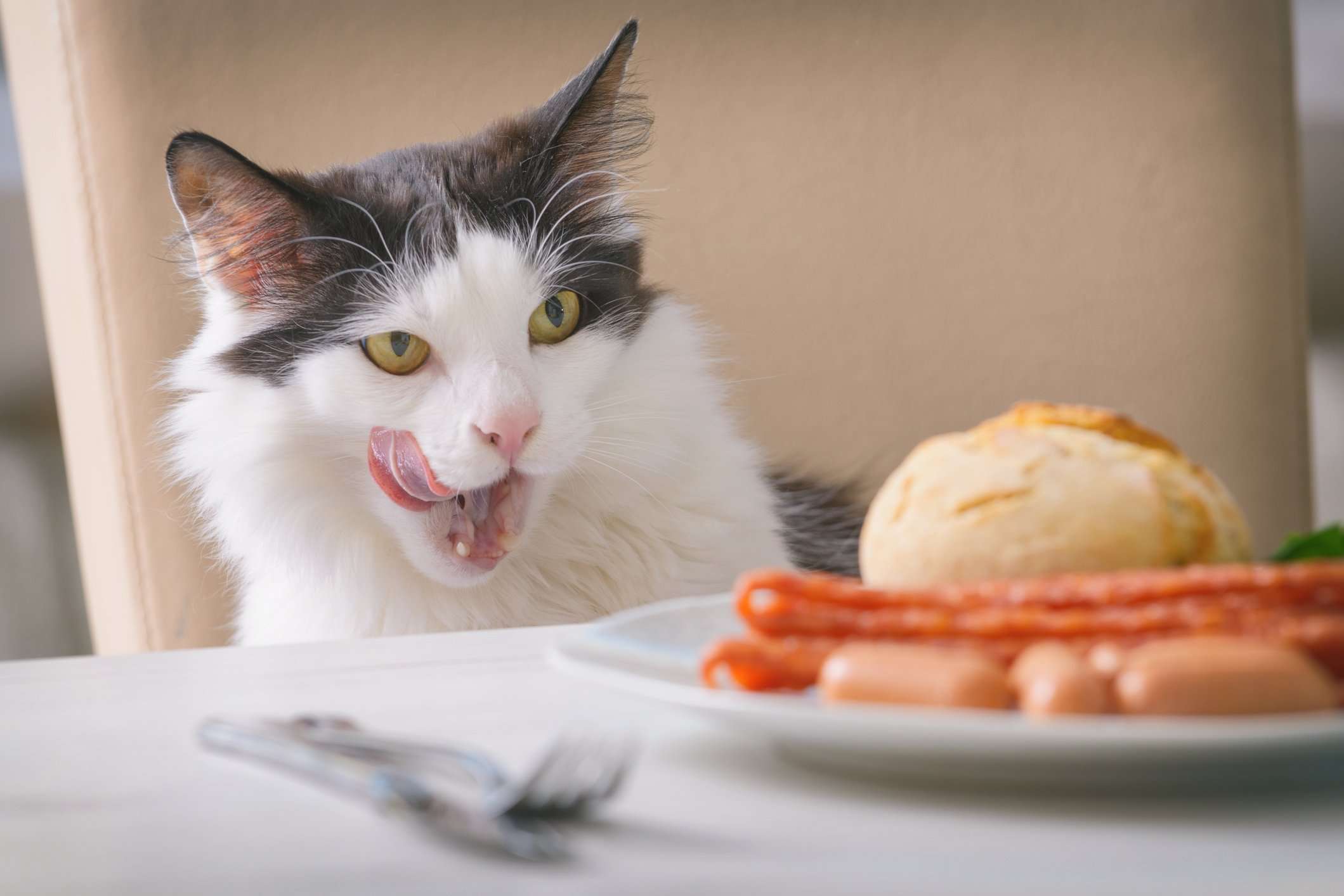 Purina launches cookbook for humans inspired by cats