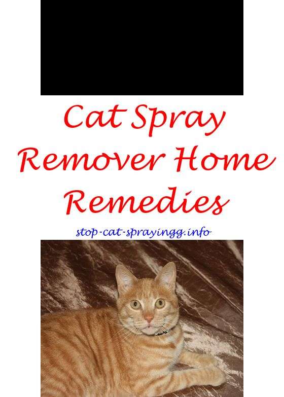 Spray To Stop Cat From Pooping On Carpet