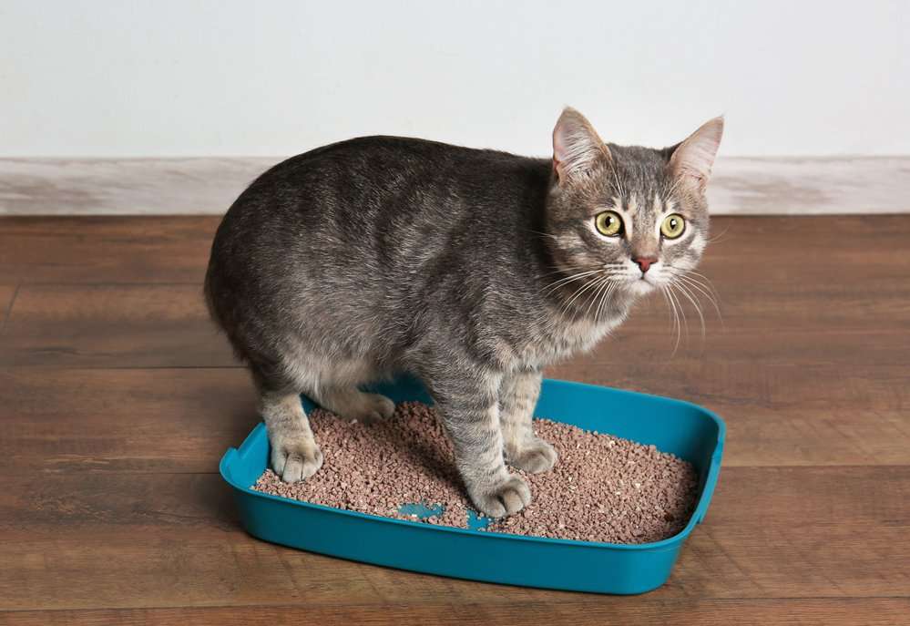 The Easy Natural Cat Litter Box Solution Youve Been ...