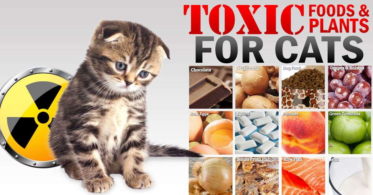 Toxic Foods and Plants for Cats