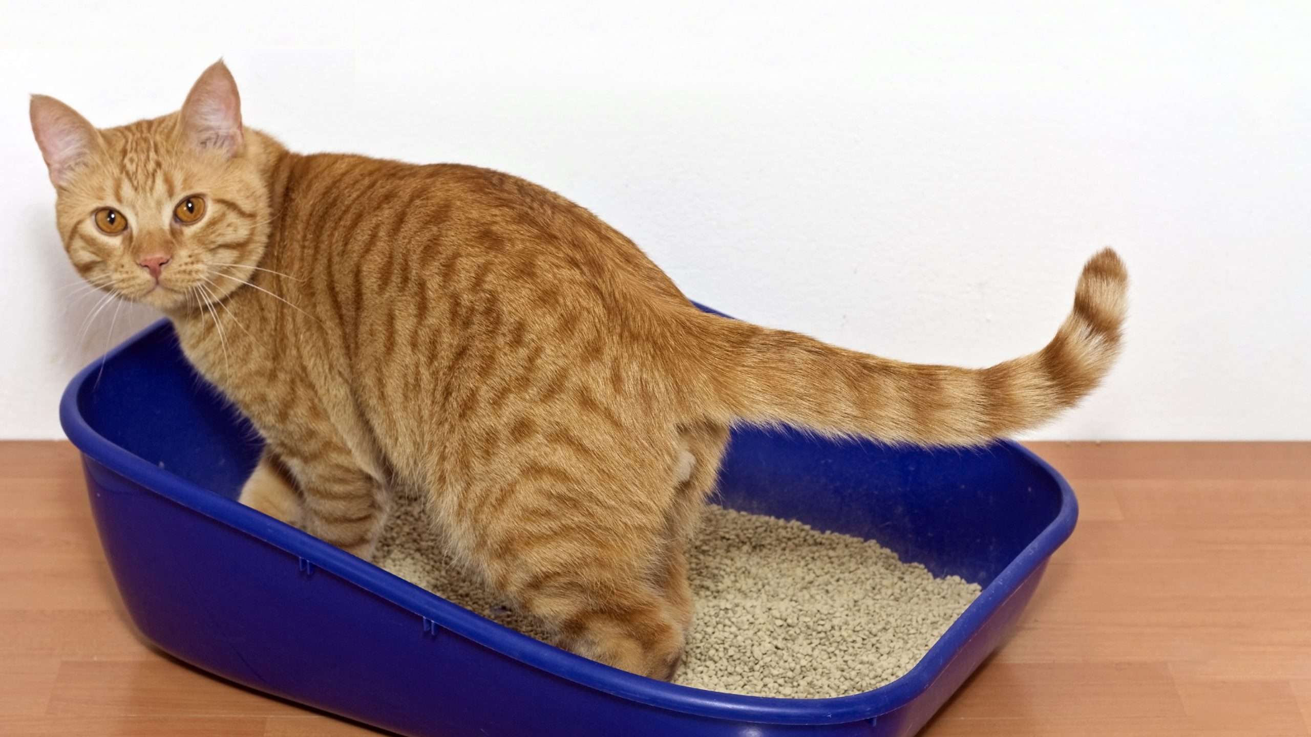Train Your Kitten To Use The Litter Box