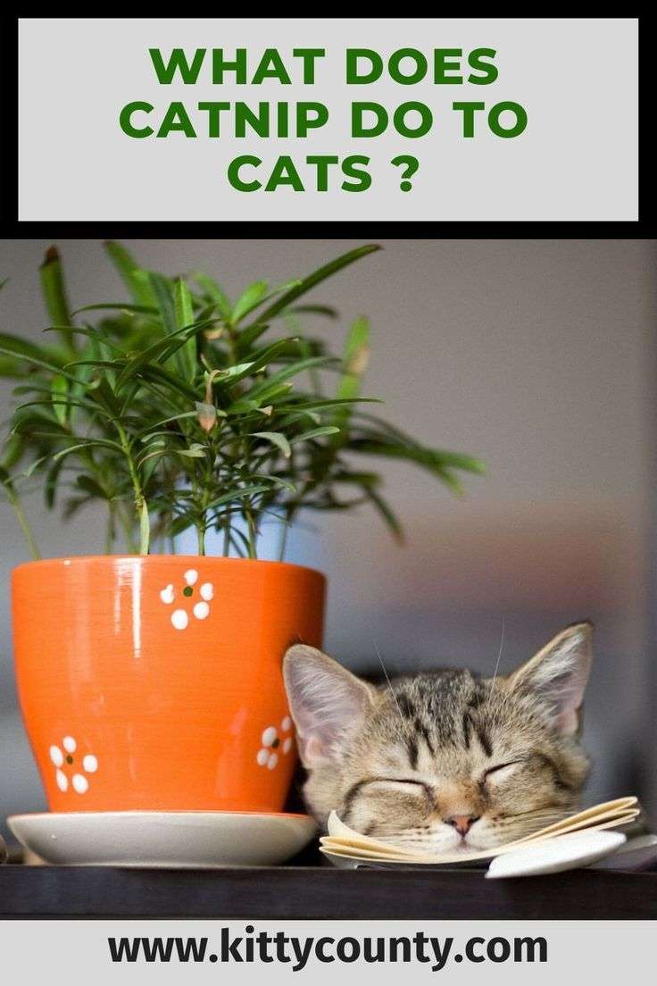 What Does Catnip Do To Cats ? You Will Be Surprised ...