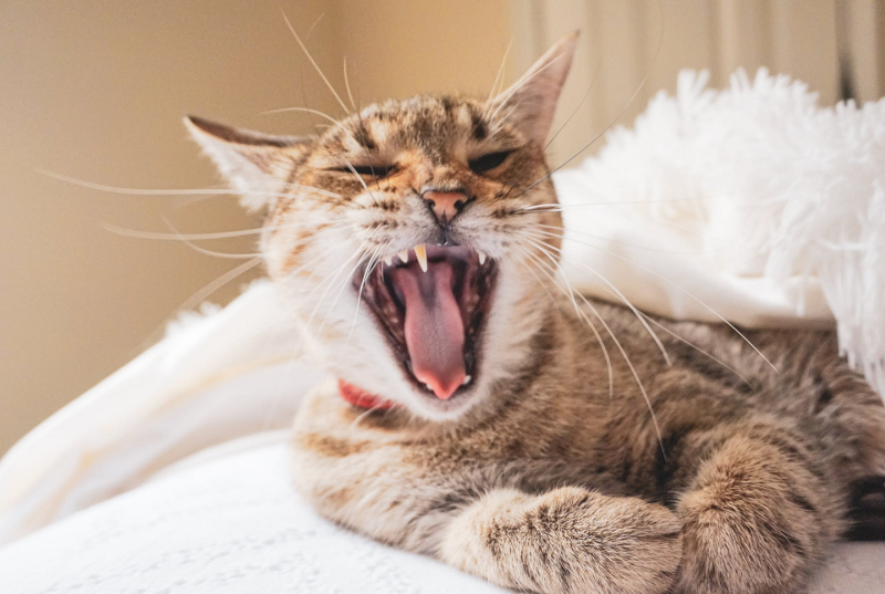 Why does my cat have bad breath and what can I do?  ViralBezz
