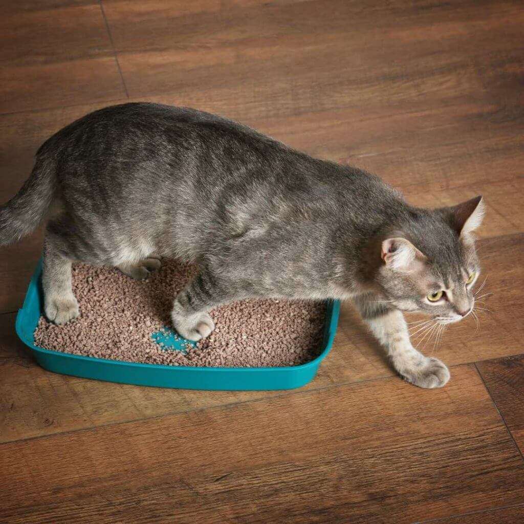 Will Cats Share A Litter Box And How Many Litter Boxes Do ...